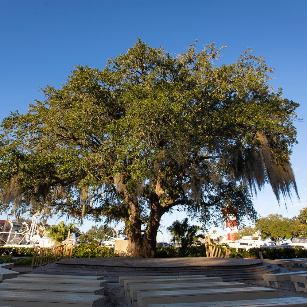 Picture of the liberty oak 